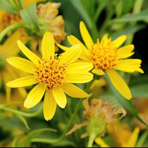 A close up square image of the yellow flowers of meadow arnica with foliage in soft focus in the background.