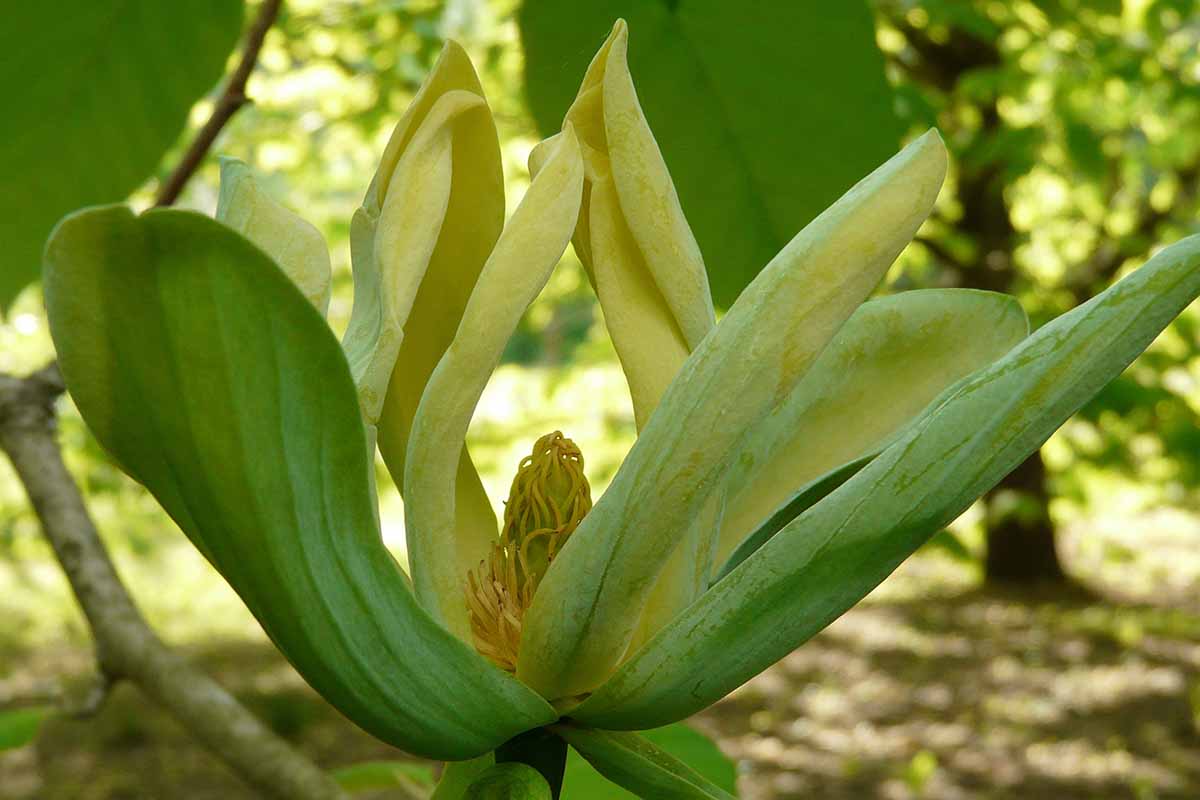 A horizontal close up photo of a magnolia pod with the pale yellow petals starting to unfurl.