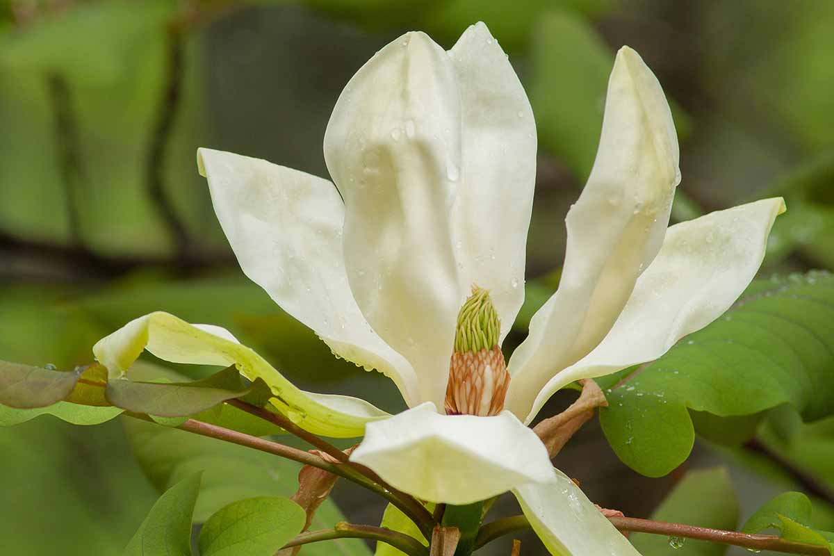 A horizontal photo of a single white magnolia bloom starting to open to reveal the center of the pod.