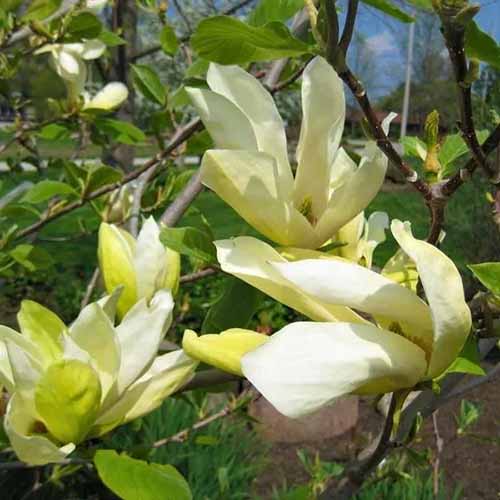 A square product photo of a Butterflies magnolia tree with white and light yellow blossoms.