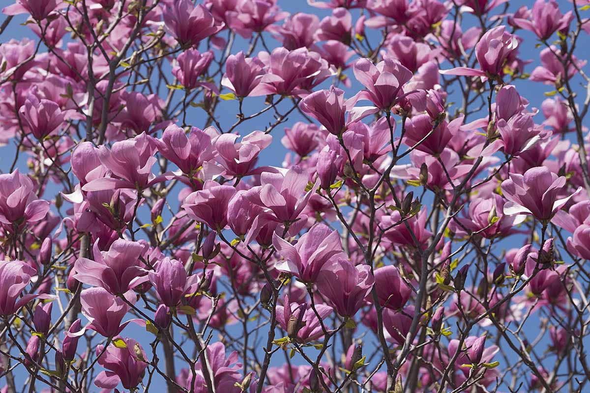 A horizontal photo of a magnolia tree in full bloom with pink blossoms against a blue sky.