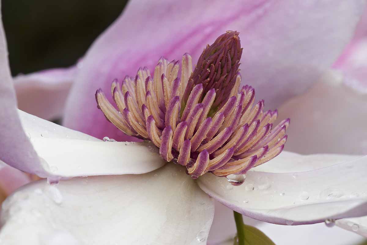 A horizontal close up photo of the center of a bloom surrounded by white and pale pink petals.