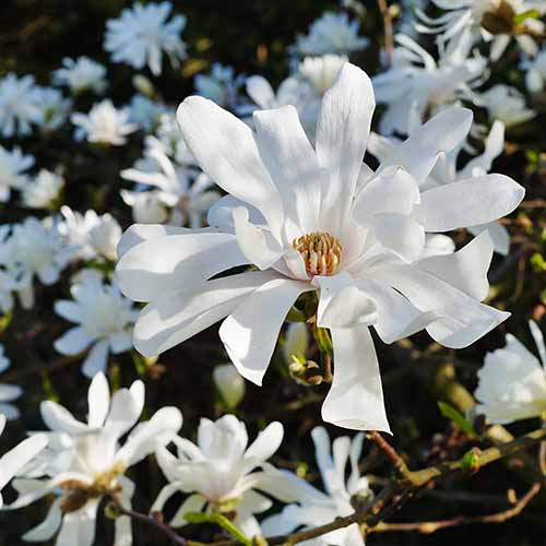 A square product photo of the Royal Star magnolia with it's white, daisy-like petaled blooms.