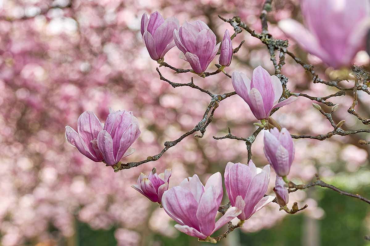 A horizontal shot of a magnolia tree and its blossoms against a blurred out background.