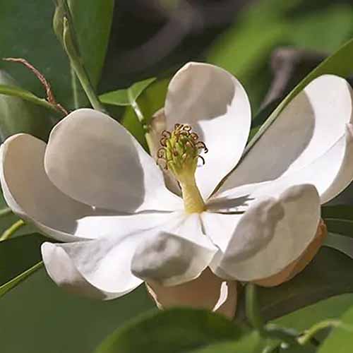 A square product photo of the Sweet Bay magnolia tree with it's rounded-petaled, white blossoms.