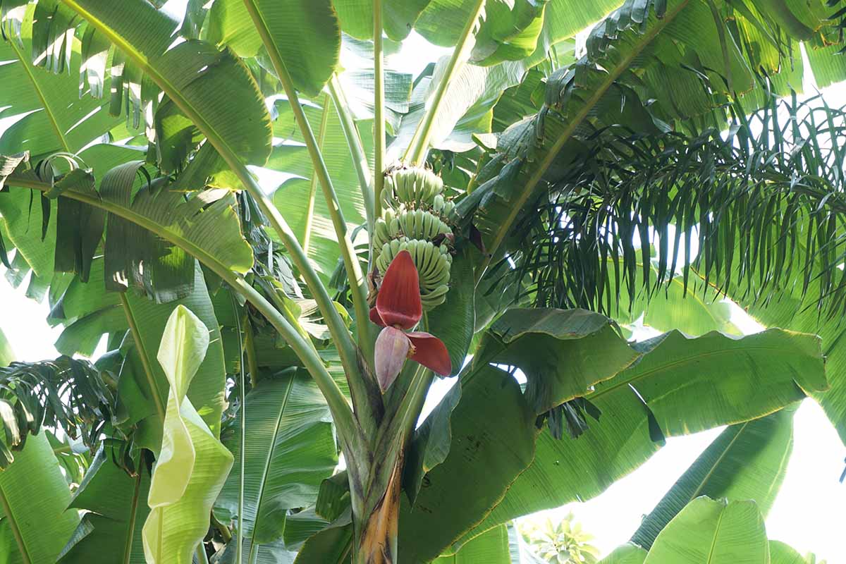 A close up horizontal image looking into the canopy of a Musa acuminata, with a large bunch of fruit ripening.