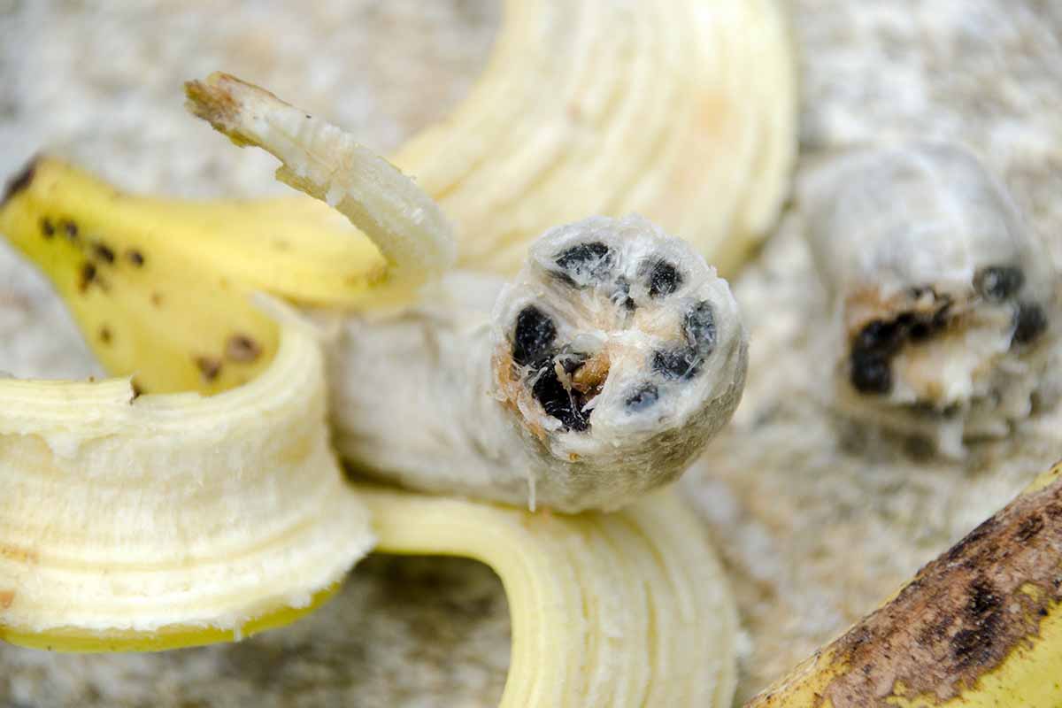 A close up horizontal image of a wild banana cut open to show the large seeds.
