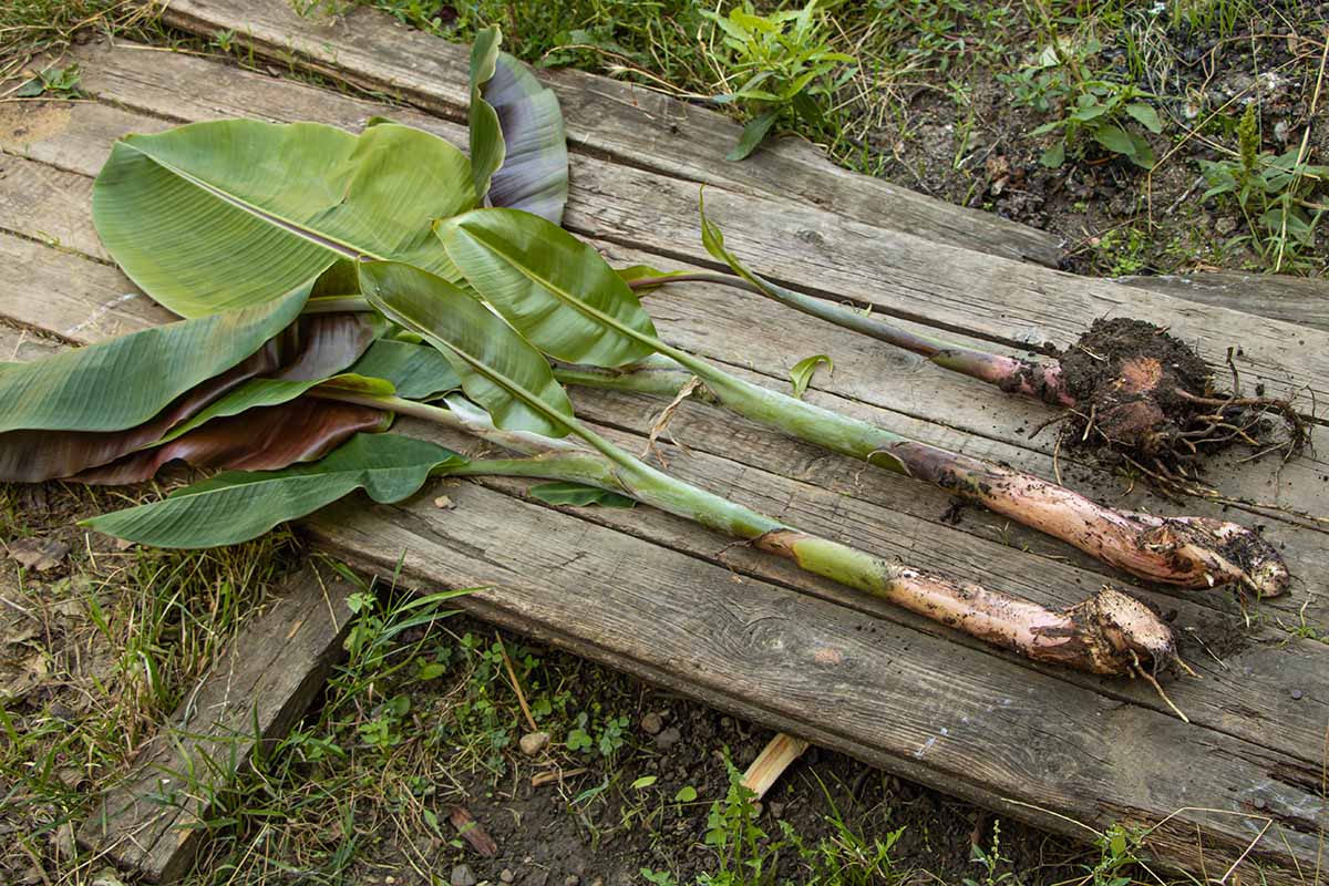 A horizontal image of banana suckers (called pups) dug up and laid on a wooden plank outside prior to planting.