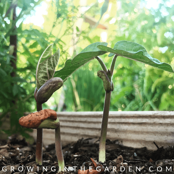 Beans in Arizona Garden in April #arizonagardening #arizonagarden #aprilinthegarden