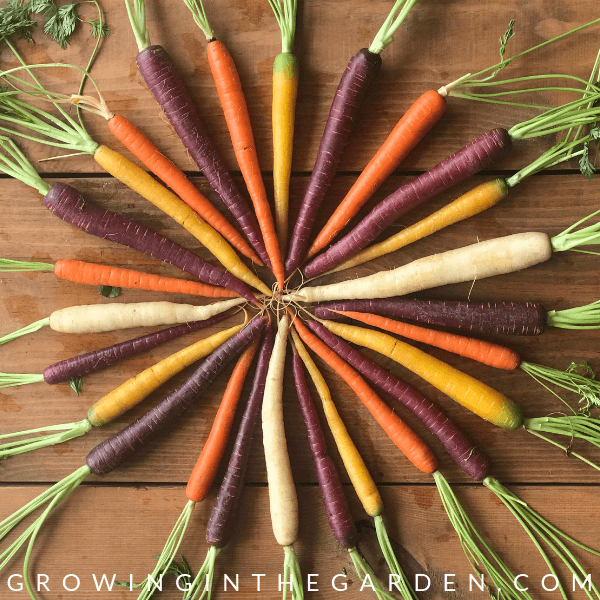 Rainbow carrots in Arizona Garden in April #arizonagardening #arizonagarden #aprilinthegarden