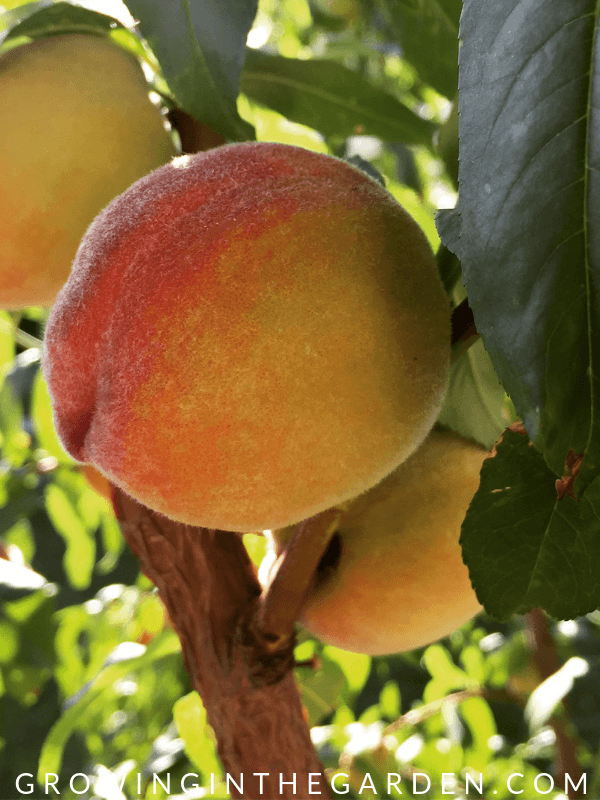 Earligrande peaches in Arizona Garden in April #arizonagardening #arizonagarden #aprilinthegarden