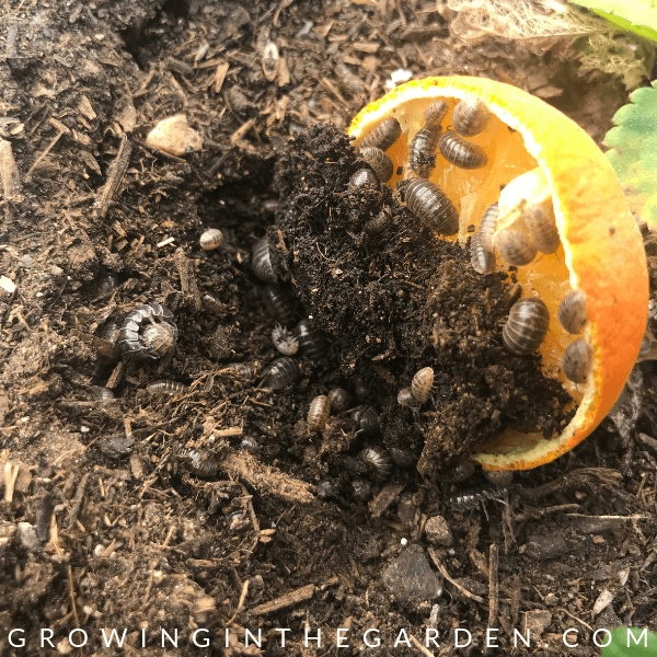 Potato bugs in Arizona Garden in April #arizonagardening #arizonagarden #aprilinthegarden