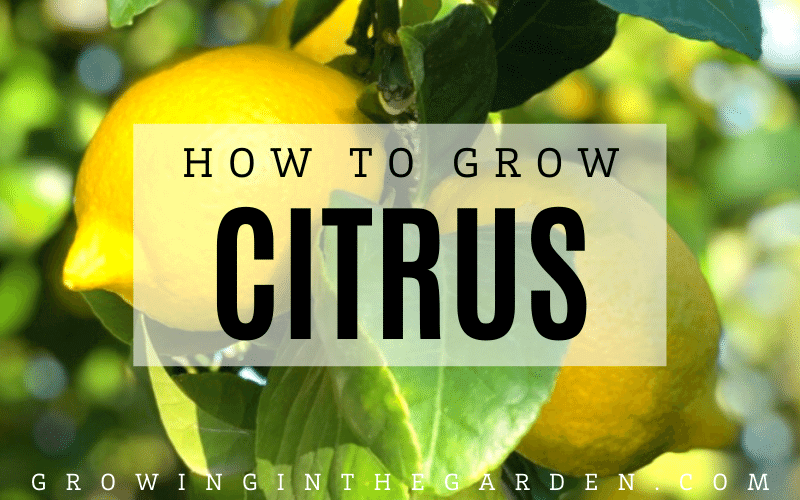 How to grow citrus in Arizona #arizonacitrus #citrus