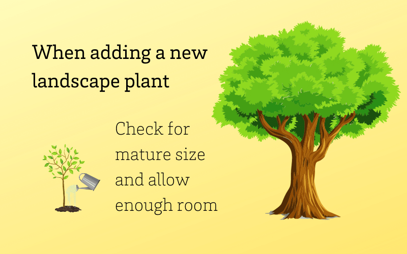 Guidelines for planting a landscape plant