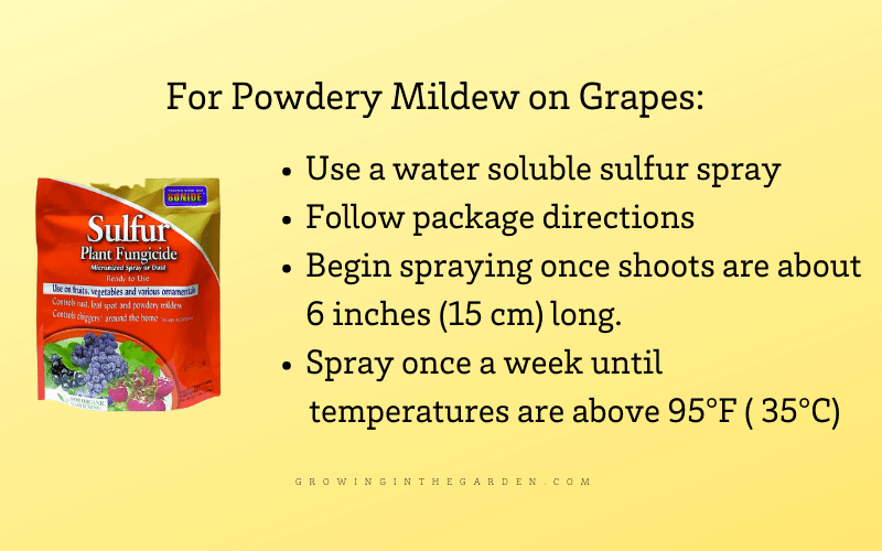 What to do for powdery mildew on grapes
