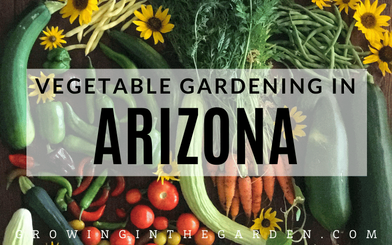 How to grow a vegetable garden in Arizona #arizonagardening #arizonagarden #desertgardening #hotweathergarden #howtogarden