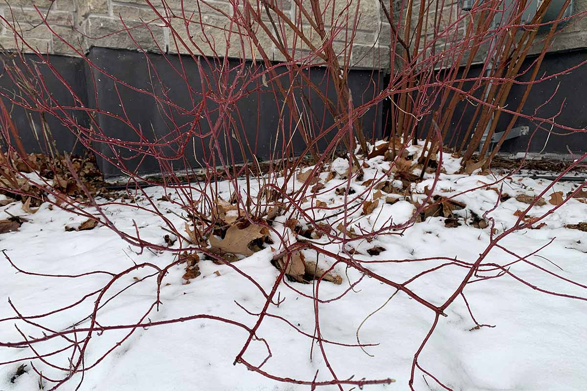 A close up horizontal image of a red twig dogwood shrub growing in the snow outside a stone house.