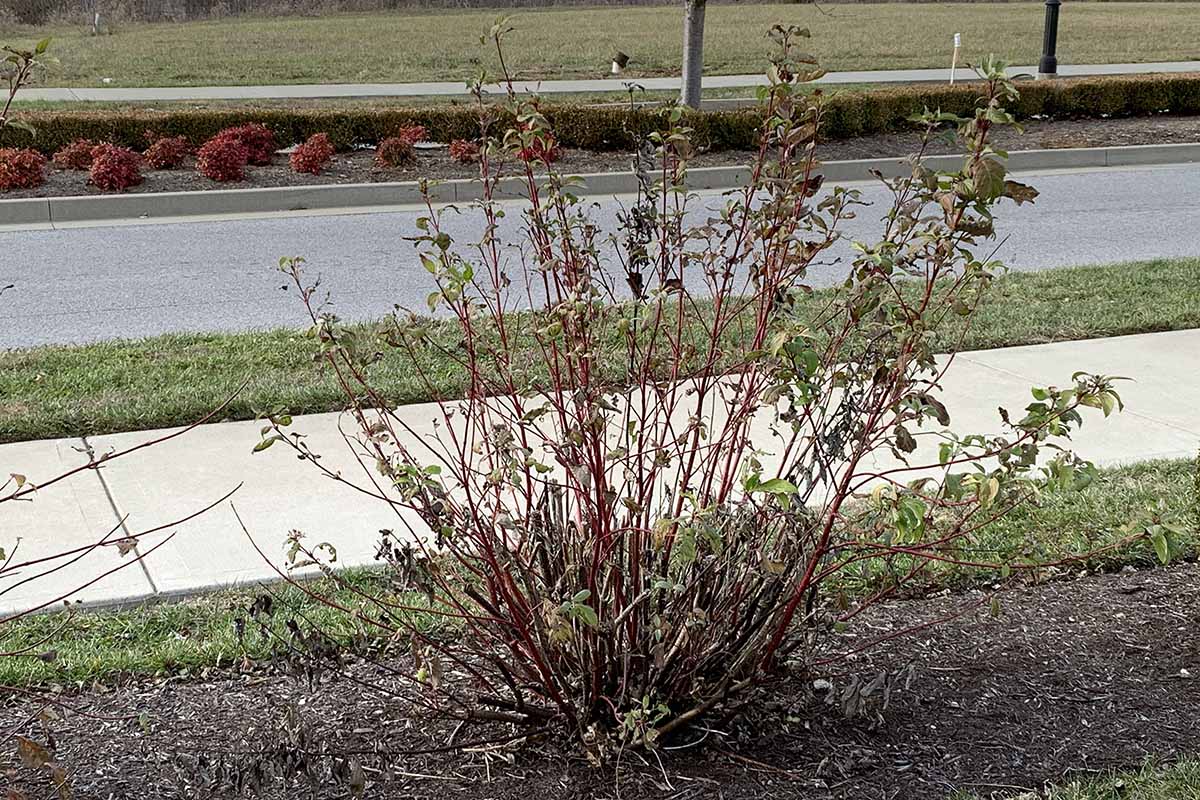 A horizontal image of a small Cornus alba shrub growing in a border next to a sidewalk.