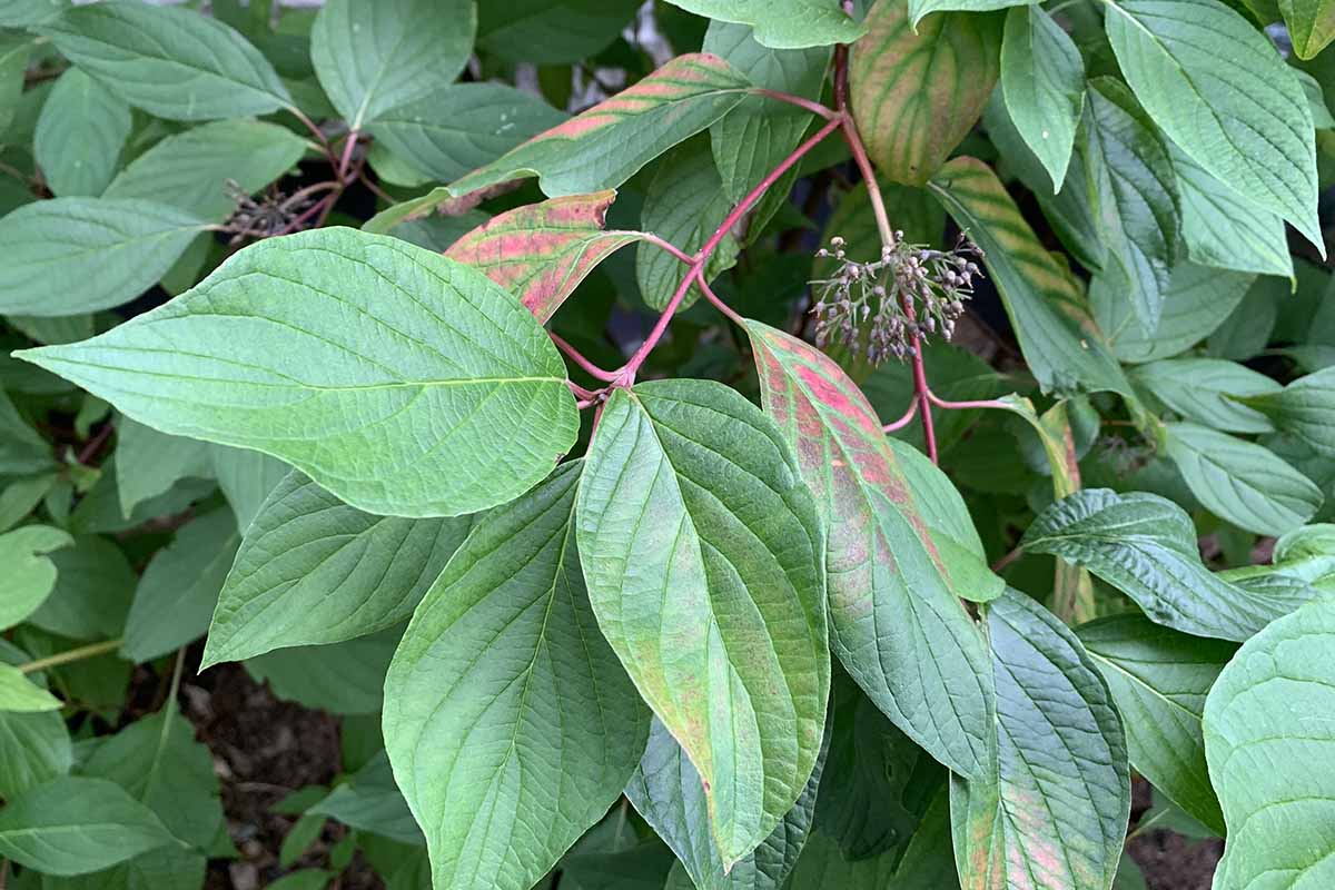 A close up horizontal image of the greenish-red foliage of a red osier dogwood in the summer.