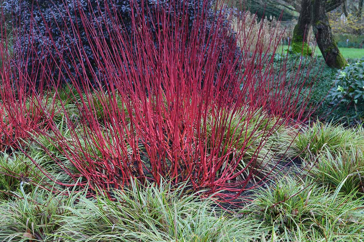 A horizontal image of the bright stems of a red twig dogwood shrub in early winter.