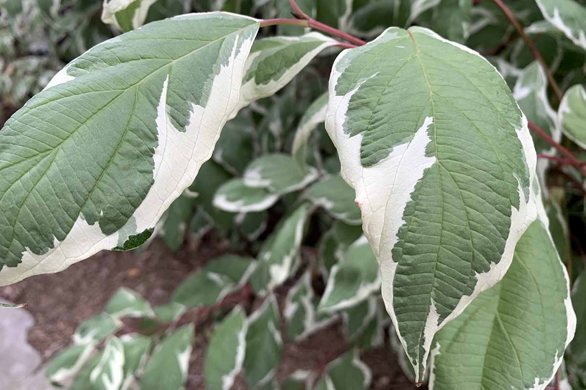 A close up horizontal image of the creamy white and green variegated leaves of a red twig dogwood growing in the garden.