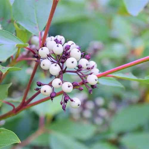 A square image of the white berries of 'Cardinal' red osier dogwood pictured on a soft focus background.