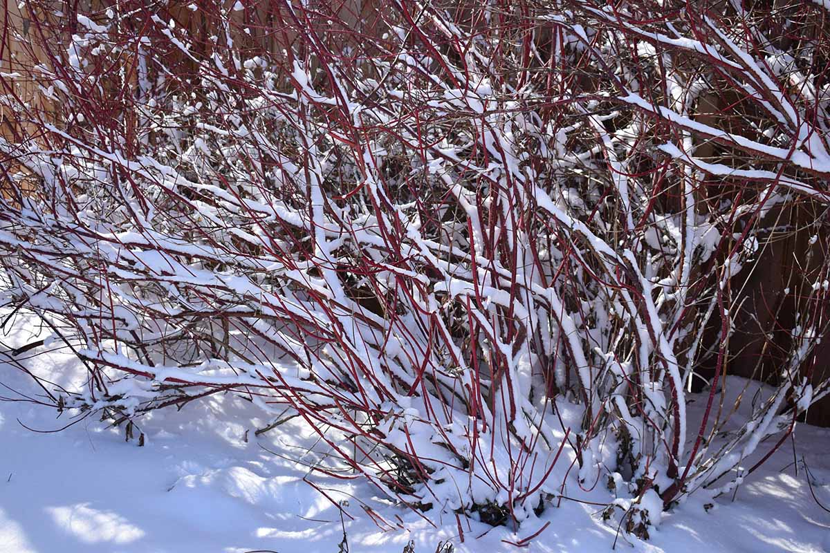A horizontal image of red twig dogwoods covered in snow in the wintertime.