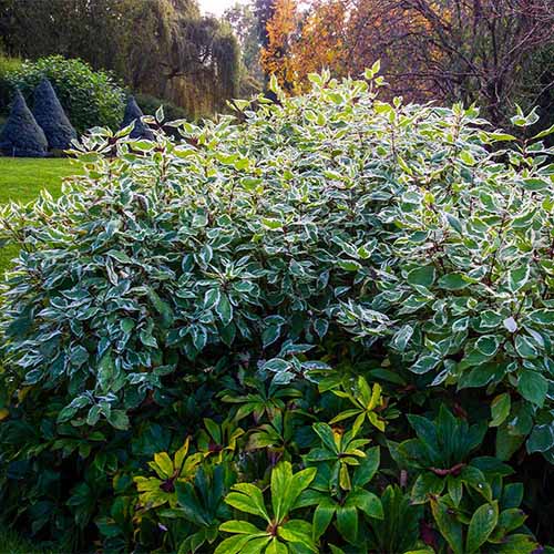 A square image of the variegated foliage of a Cornus 'Ivory Halo' shrub growing in the garden.