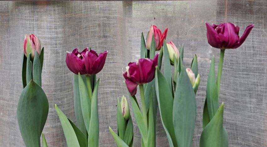 Tulips at Veddw Garden copyright Anne Wareham 