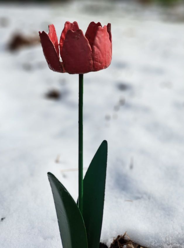 An inherited tulip. Copyright Anne Wareham2