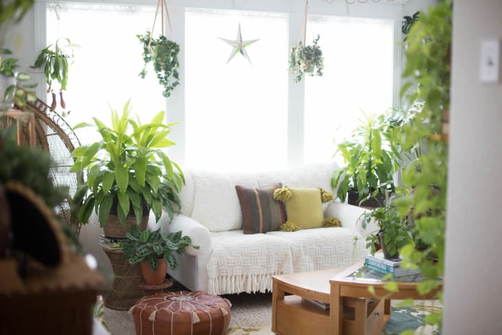 Bright sunroom with large window and lots of plants