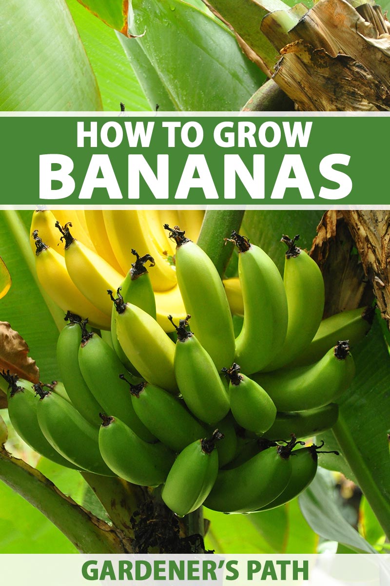 A close up vertical image of ripe and unripe bunches of bananas growing on the tree. To the top and bottom of the frame is green and white printed text.