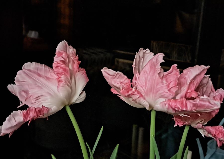 Tulip Pastel Parrot Cabanna copyright Anne Wareham