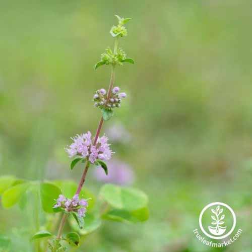 A square image of a pennyroyal flower spike with light purple blooms pictured on a soft focus background. To the bottom right of the frame is a white circular logo with text.