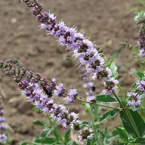 A square image of the purple flower spikes of a spearmint plant pictured on a soft focus background.