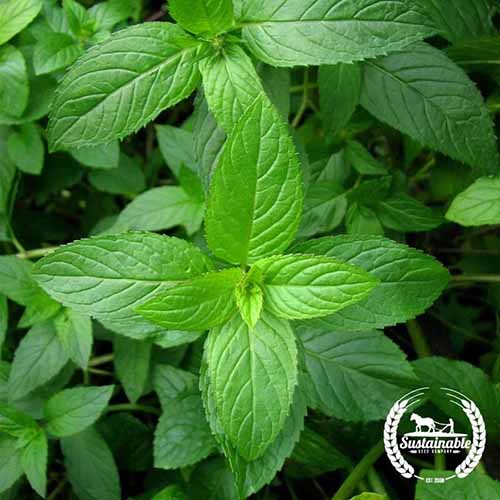 A close up square image of peppermint plants growing in the garden. To the bottom right of the frame is a white circular logo with text.