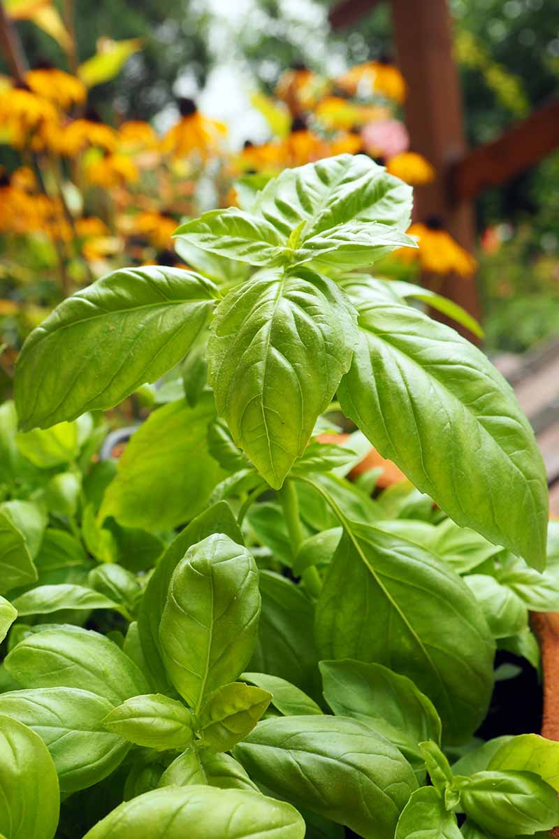 A vertical photo of a large basil plant growing outside in the garden.