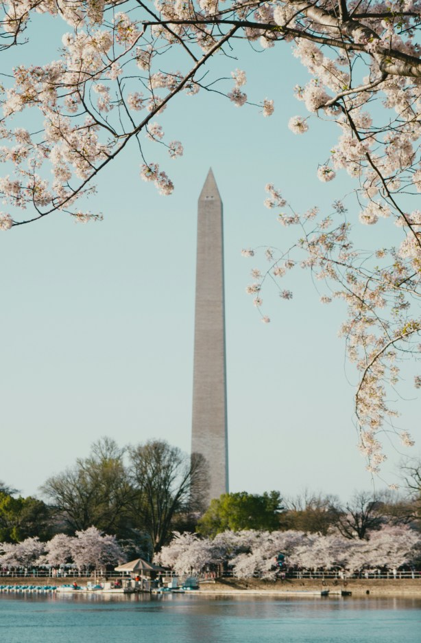 Washington, DC cherry blossoms.