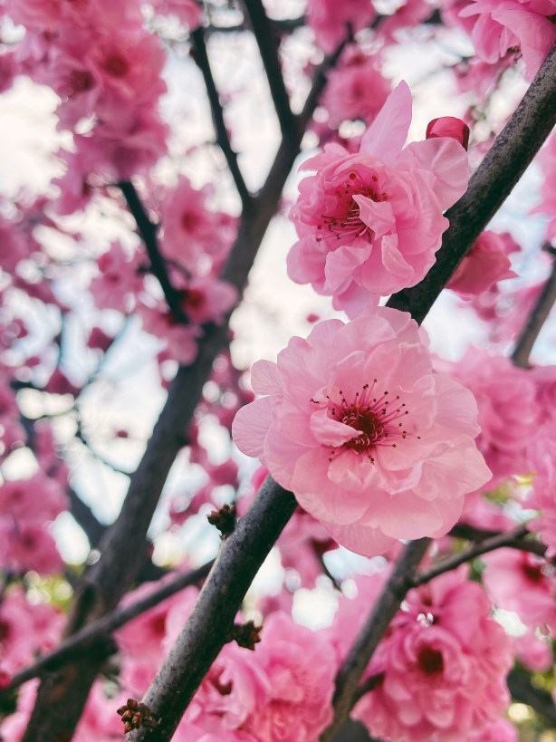 California cherry blossoms in bloom. Chelsea Audibert via Unsplash.