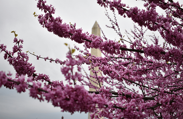 Wasshington, DC cherry blossoms.