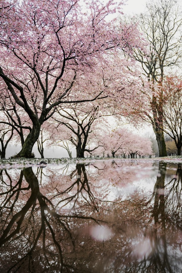 Philadelphia cherry blossoms in bloom. Via Unsplash.