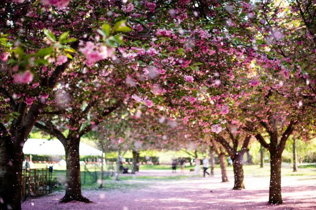 Brooklyn Botanical Gardens cherry blossoms in bloom. Pascale Amez via Unsplash.