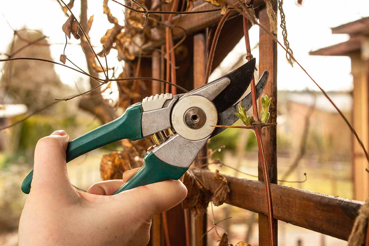 A horizontal photo close up of a gardener holding a pair of secateurs and pruning a clematis vine in the spring.