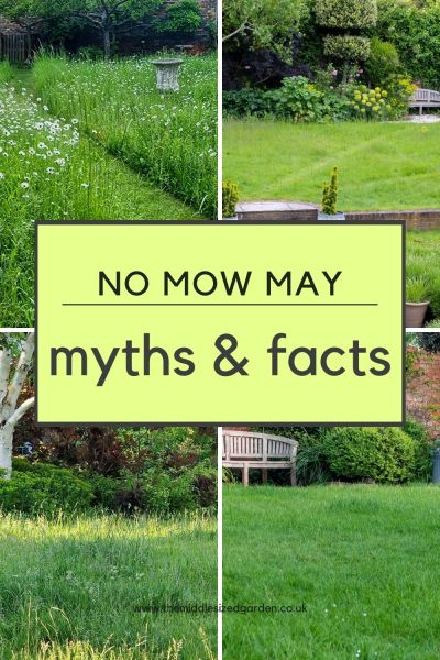 No Mow May - the myths and facts