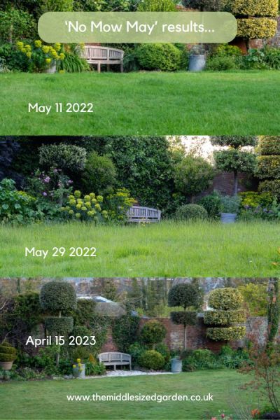 The effects of No Mow May on my lawn over nearly a year.