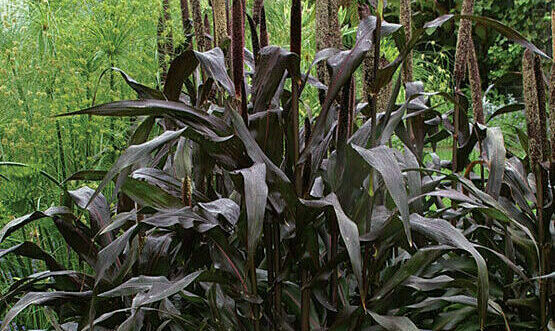 Purple Majesty ornamental millet