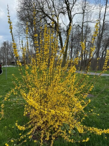 A salute to forsythia in poetry and prose