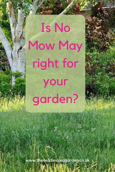 Is No Mow May right for your garden?