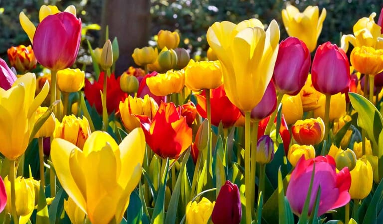 How and When to Water Tulip Bulbs