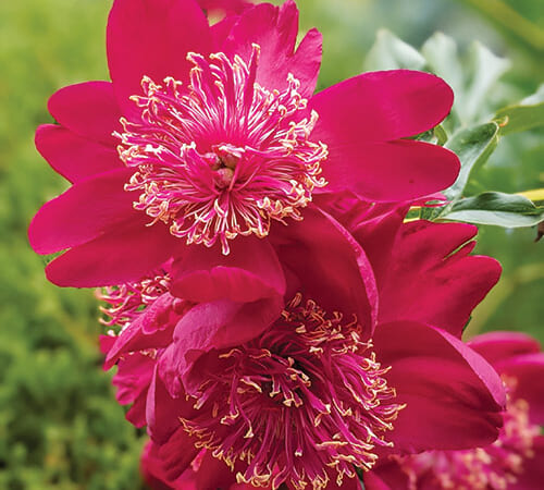 Peonies vs. Tomatoes—Discuss | Letter from the Editor
